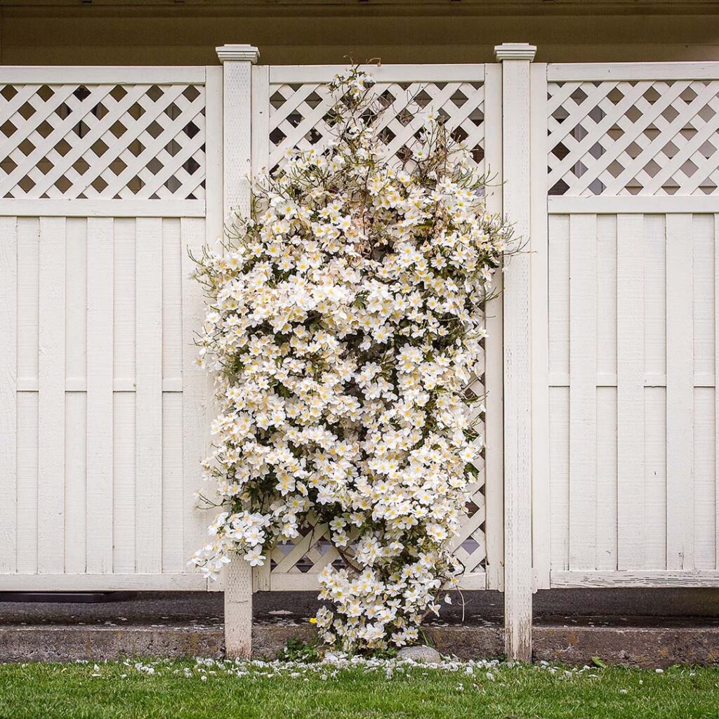 white garden fence with white flowers growing