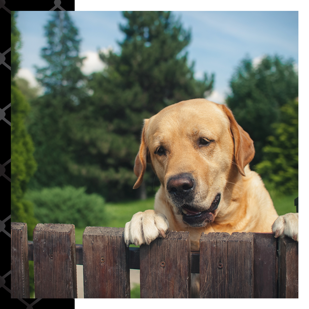 yellow lab peeking over wooden fence