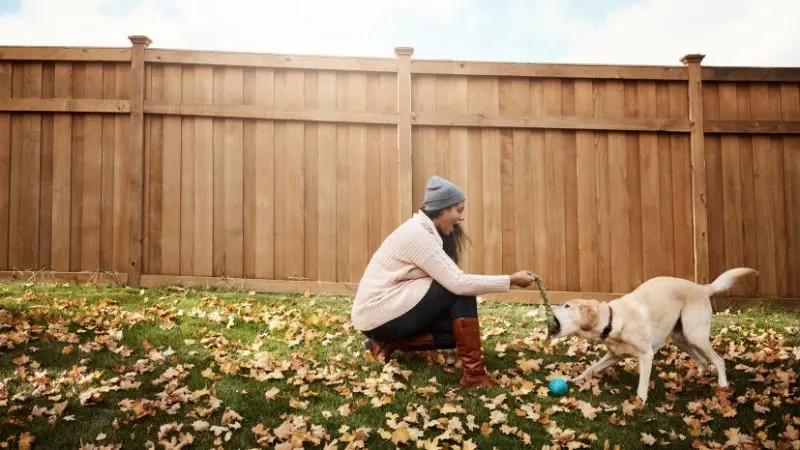 cedar fencing near me